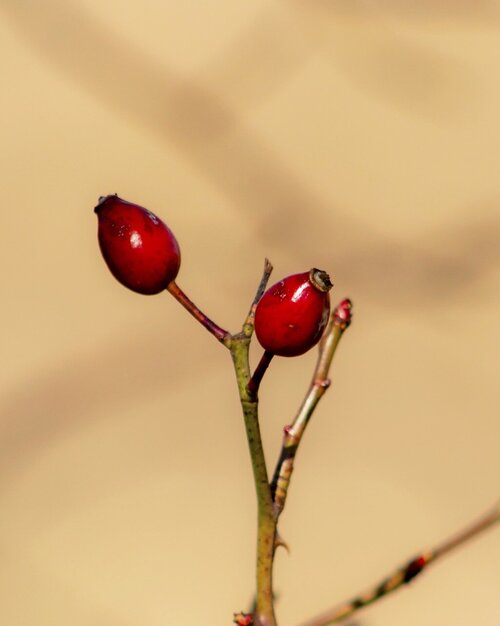 Hadaka - Purity Oil of Rosehip