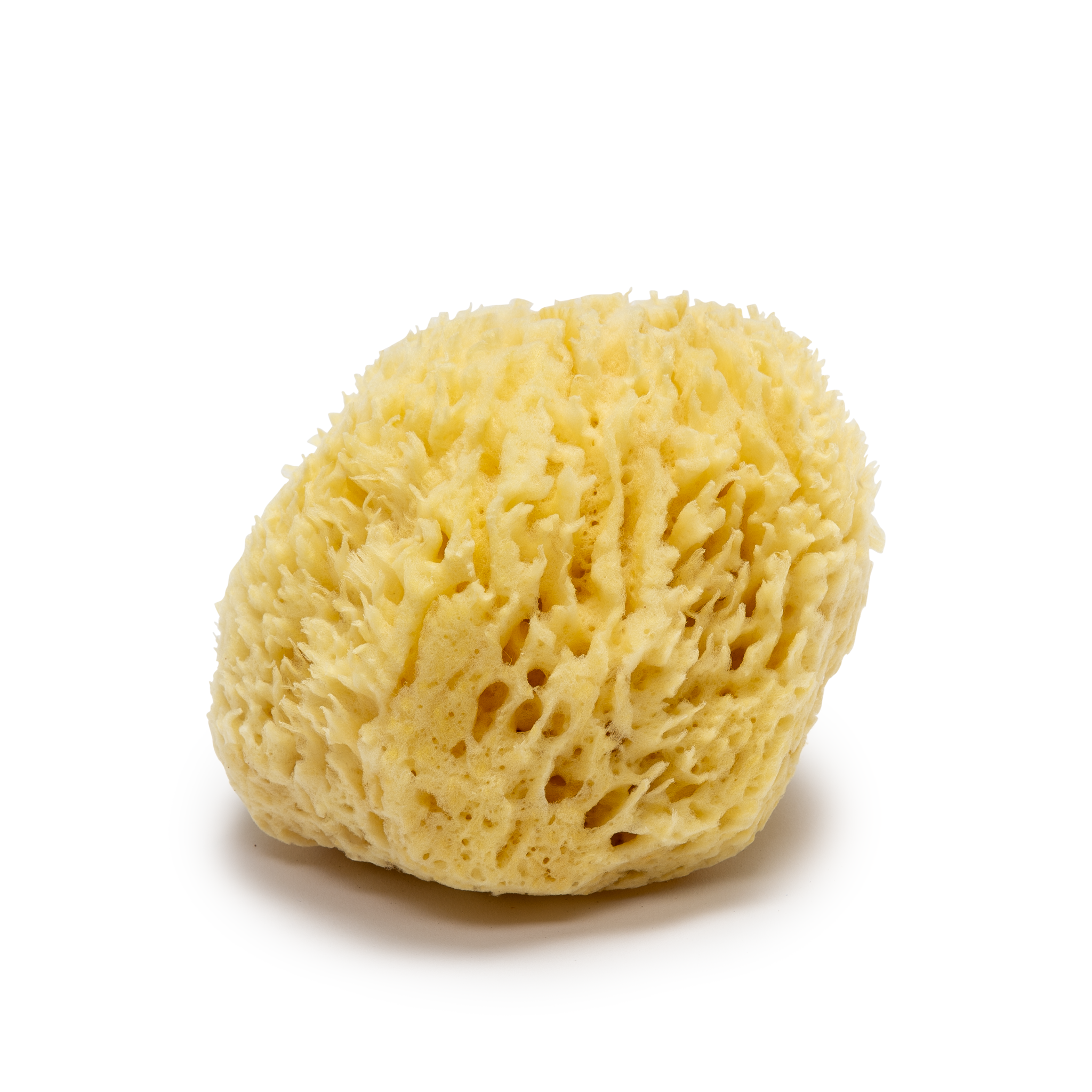 Natural Sea Sponge - Large